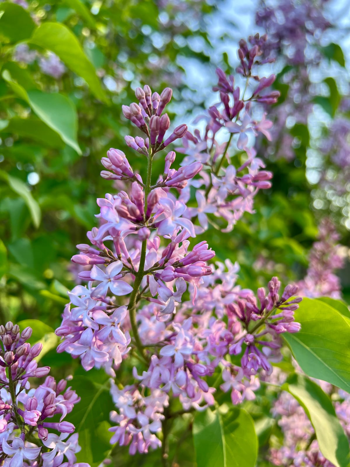 Lilacs in Bloom