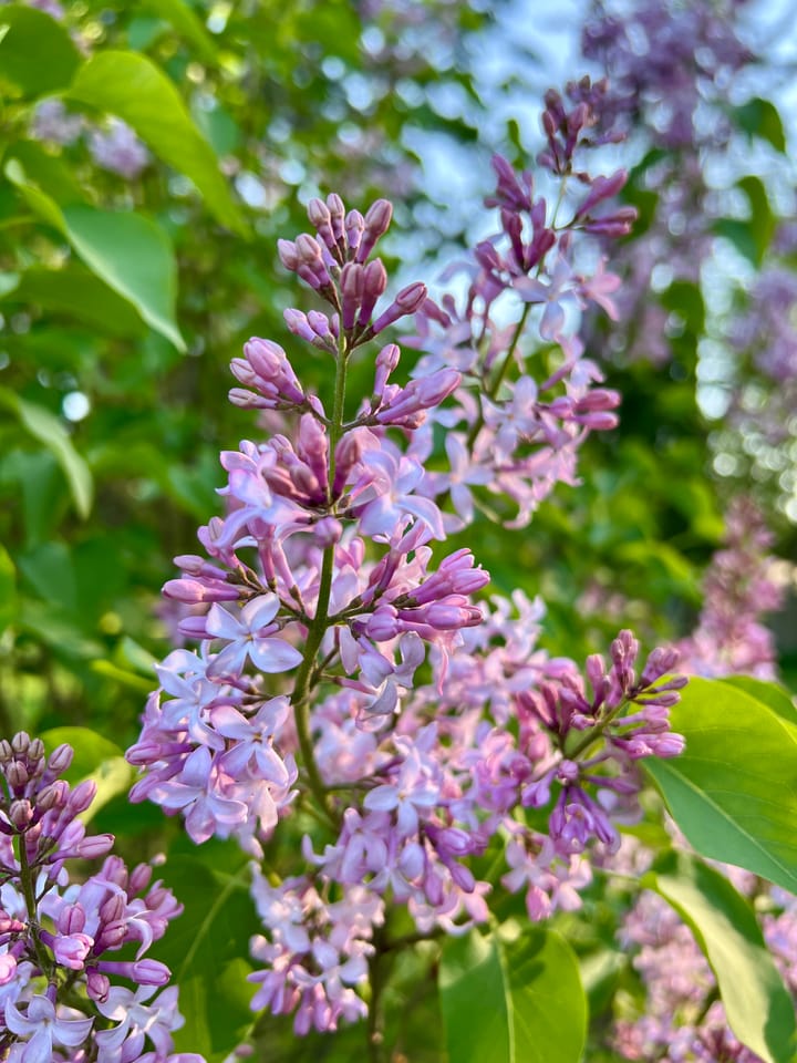 Lilacs in Bloom